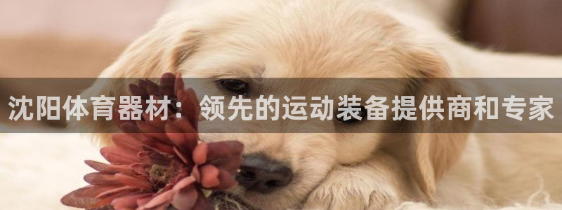 富联股份股价：沈阳体育器材：领先的运动装备提供商和专