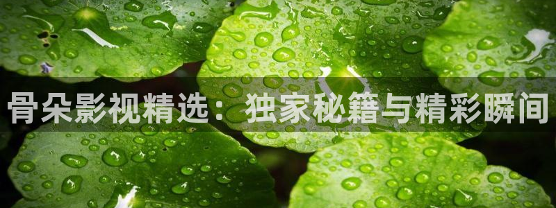 aa影院久久：骨朵影视精选：独家秘籍与精彩瞬间